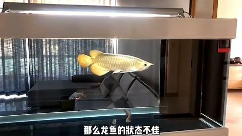停食結(jié)束后應(yīng)該如何恢復(fù)龍魚(yú)的食欲？，停食結(jié)束后龍魚(yú)食欲的恢復(fù)問(wèn)題