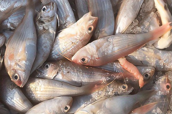 玫瑰魚價(jià)格多少錢一斤，玫瑰魚價(jià)格因品種、用途及銷售渠道差異大 玫瑰魚價(jià)格多少錢一斤，玫瑰魚價(jià)格因品種、用途及銷售渠道差異大 龍魚百科 第1張