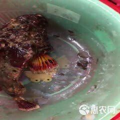 玫瑰魚價(jià)格多少錢一斤，玫瑰魚價(jià)格因品種、用途及銷售渠道差異大 玫瑰魚價(jià)格多少錢一斤，玫瑰魚價(jià)格因品種、用途及銷售渠道差異大 龍魚百科 第3張
