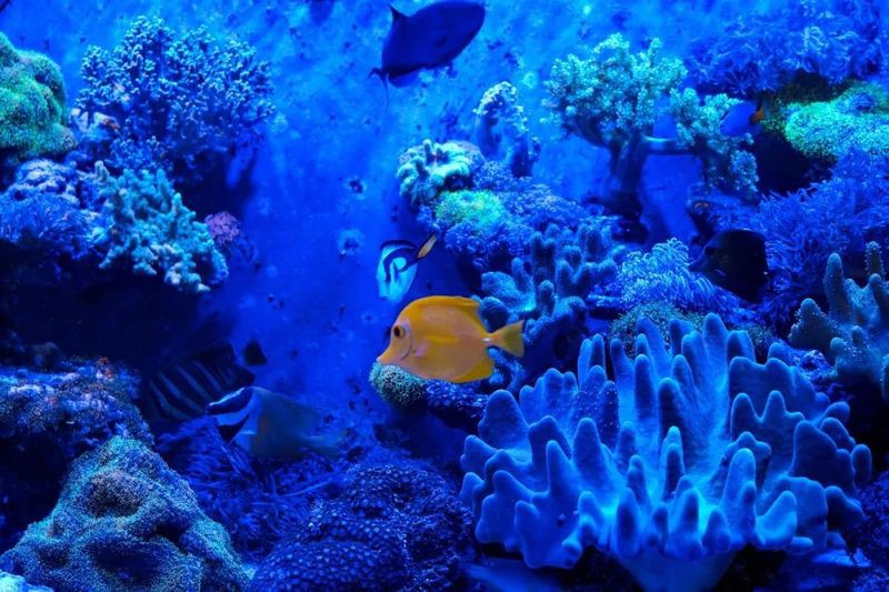 秦淮水族店，南京市秦淮區水族店
