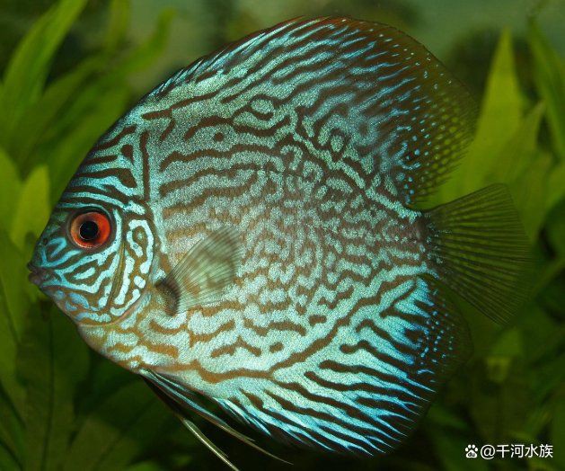 紅龍魚算什么級別的魚，作為風水魚之王,紅龍魚到底要怎么飼養才能出狀態