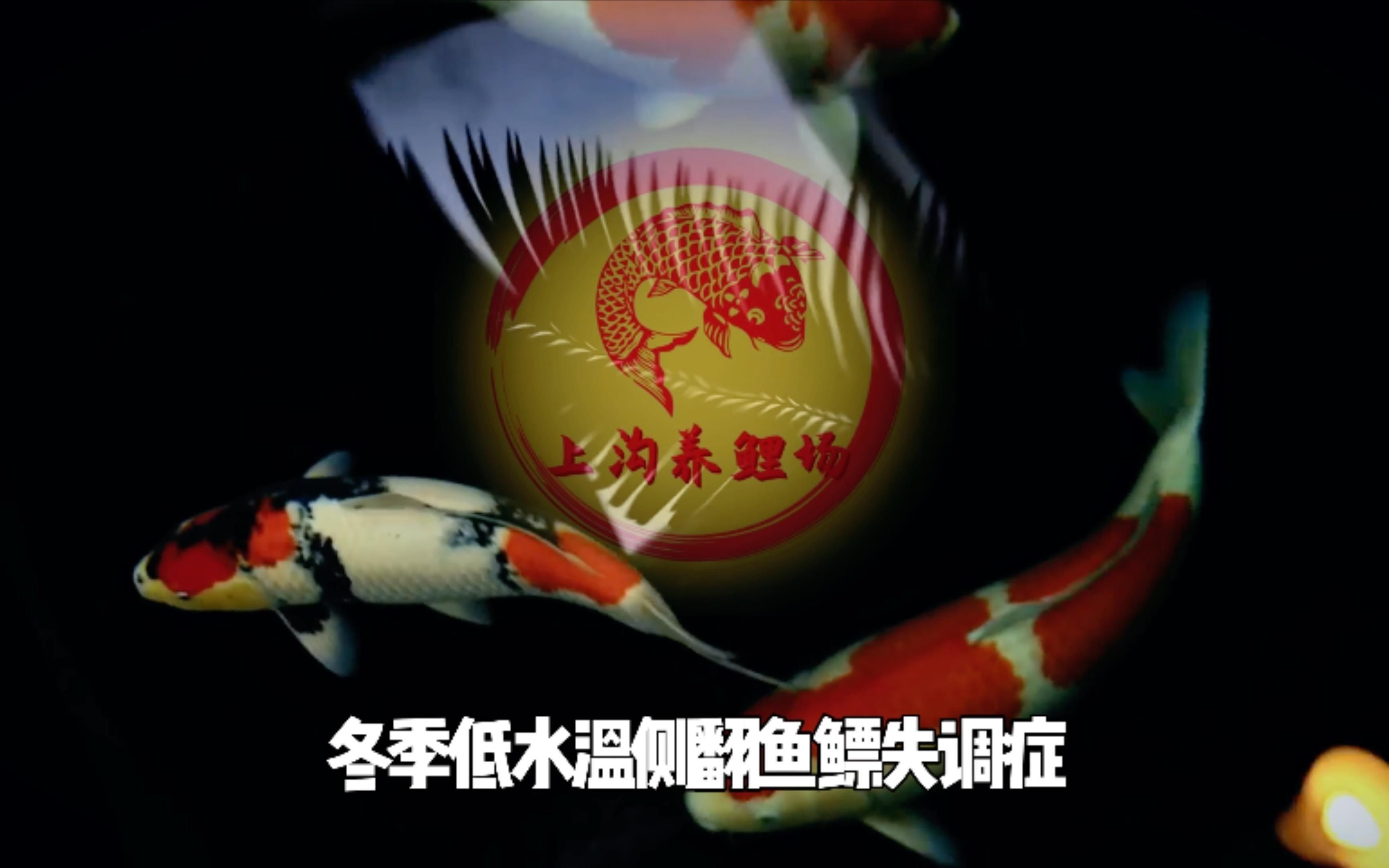 有哪些魚類容易患失鰾癥？，失鰾癥的原因、治療以及預防方法