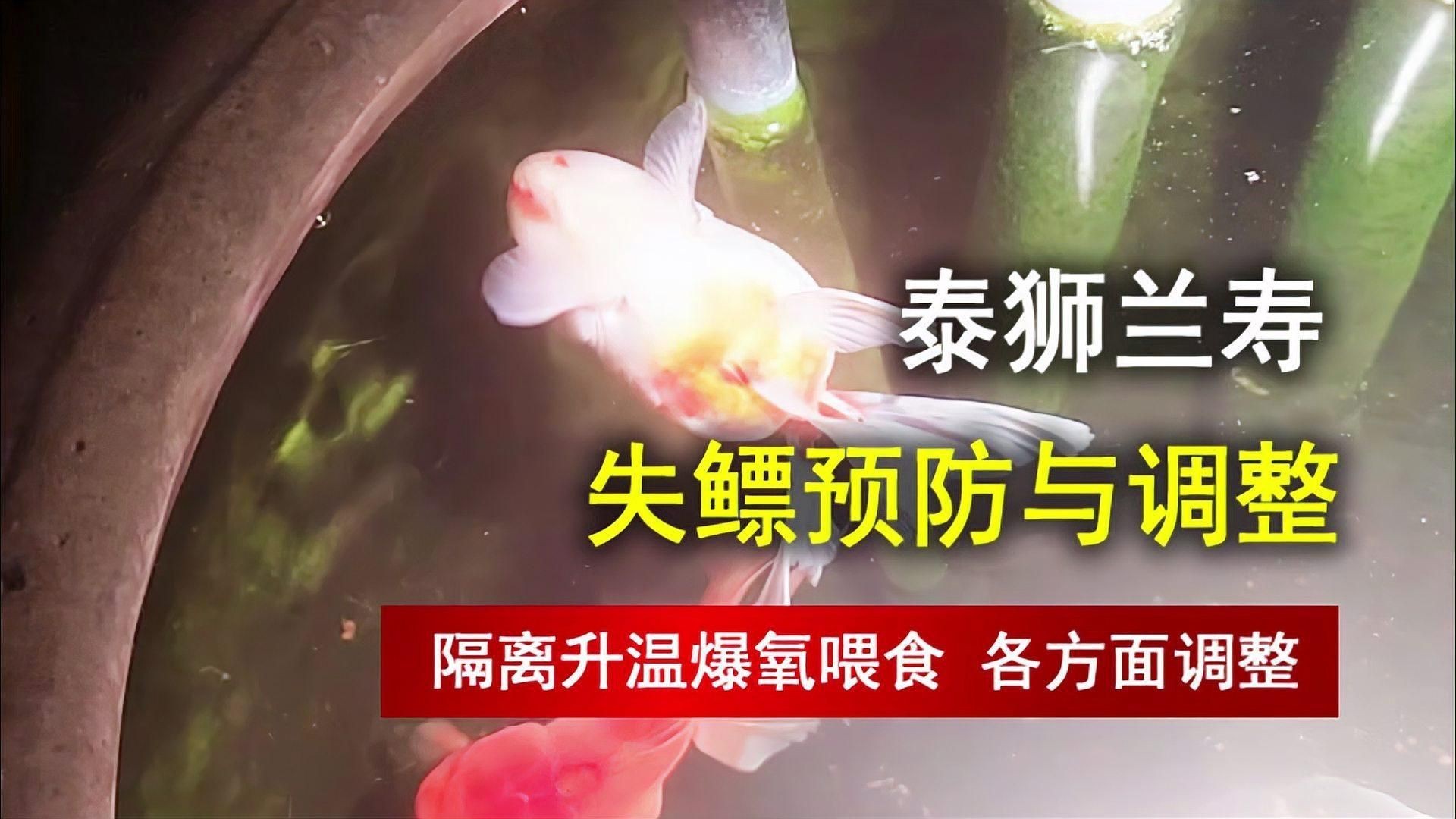 有哪些魚類容易患失鰾癥？，失鰾癥的原因、治療以及預防方法