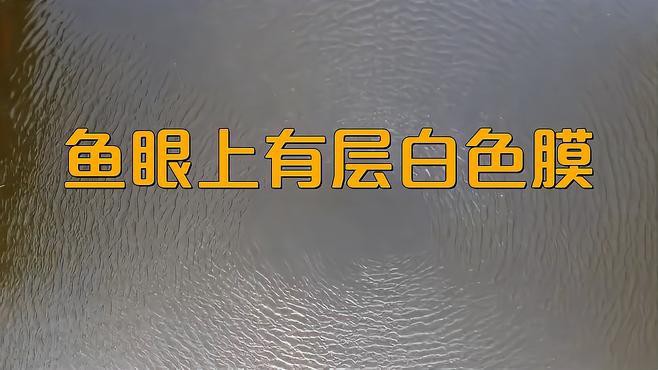 如何預(yù)防龍魚眼睛白膜凸起？，龍魚眼睛有白膜怎么辦 如何預(yù)防龍魚眼睛白膜凸起？，龍魚眼睛有白膜怎么辦 龍魚論壇 第4張