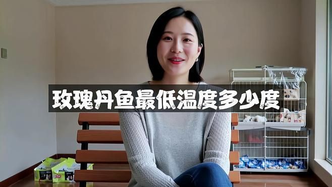 玫瑰丹魚最低溫度多少度，新手宿舍養魚指南:玫瑰丹魚最低溫度多少度