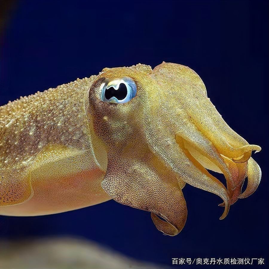 紅龍魚養殖中常見的污染源有哪些?,紅龍魚養殖中常見的污染源 龍魚百科 第2張 紅龍魚養殖中常見的污染源有哪些?,紅龍魚養殖中常見的污染源 紅龍魚養殖中常見的污染源有哪些?,紅龍魚養殖中常見的污染源 龍魚百科 第2張