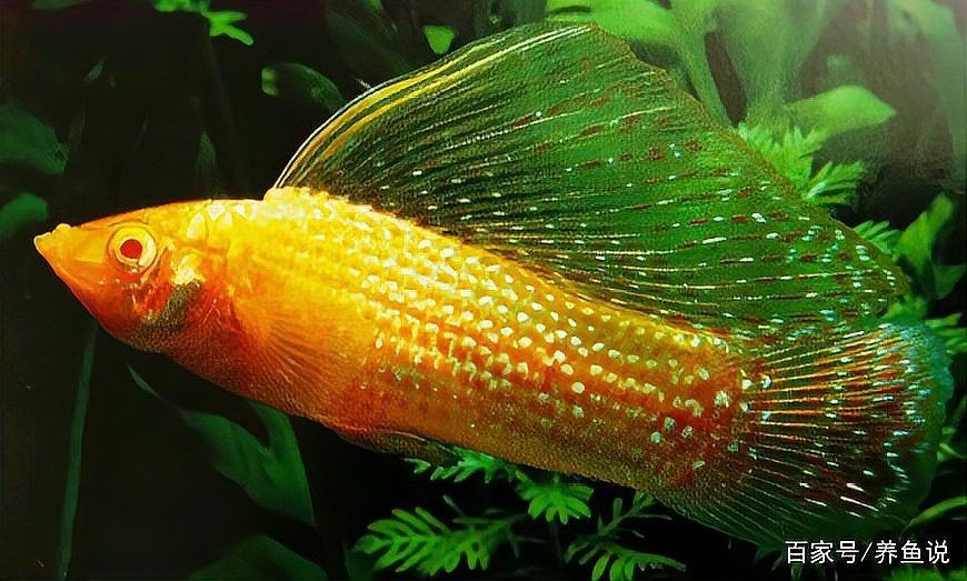 瑪麗魚最貴三個品種，養魚說瑪麗泰獅最貴三個顏色