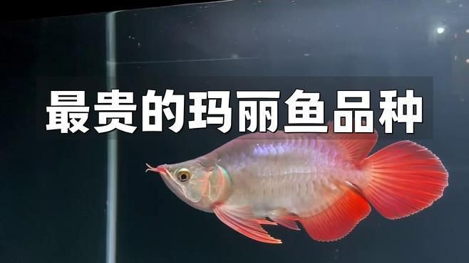 瑪麗魚最貴三個品種，養魚說瑪麗泰獅最貴三個顏色