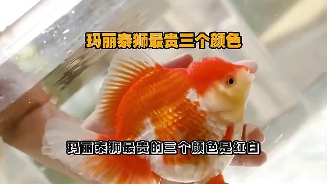 瑪麗魚最貴三個品種，養魚說瑪麗泰獅最貴三個顏色