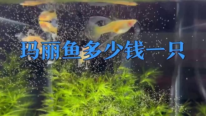 瑪麗魚最貴三個品種，養魚說瑪麗泰獅最貴三個顏色