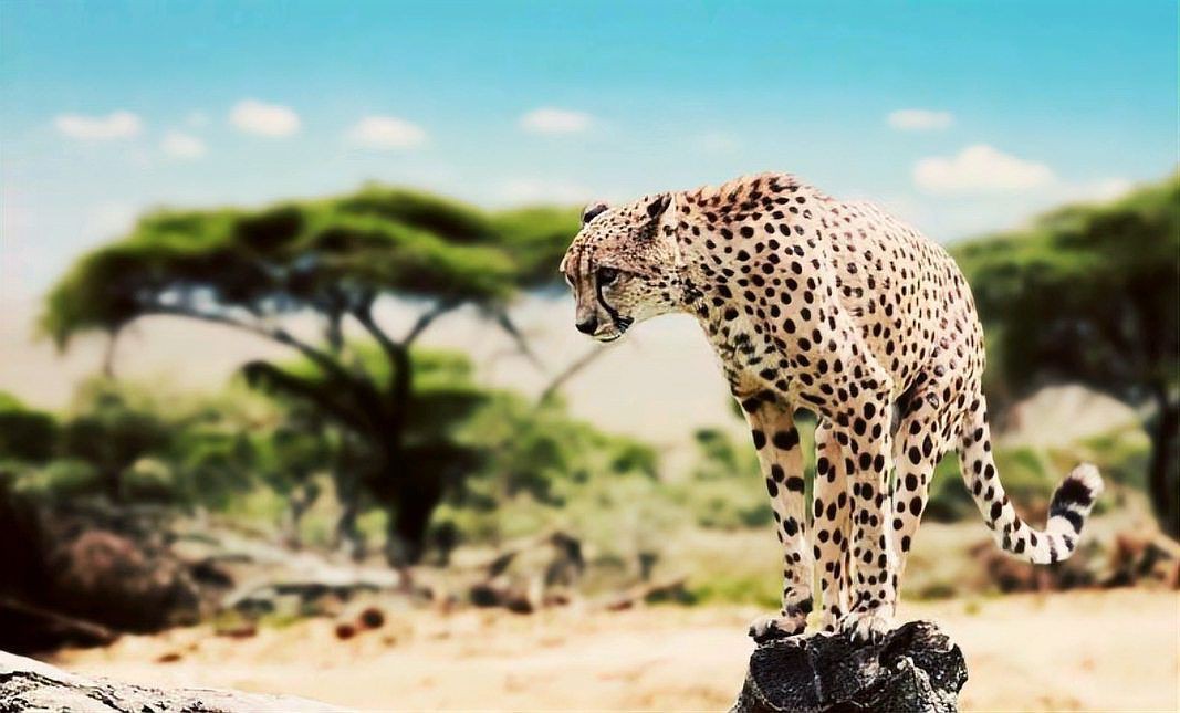 綠皮皇冠豹繁殖最簡單三個步驟，秘魯綠皮皇冠豹，皇冠豹