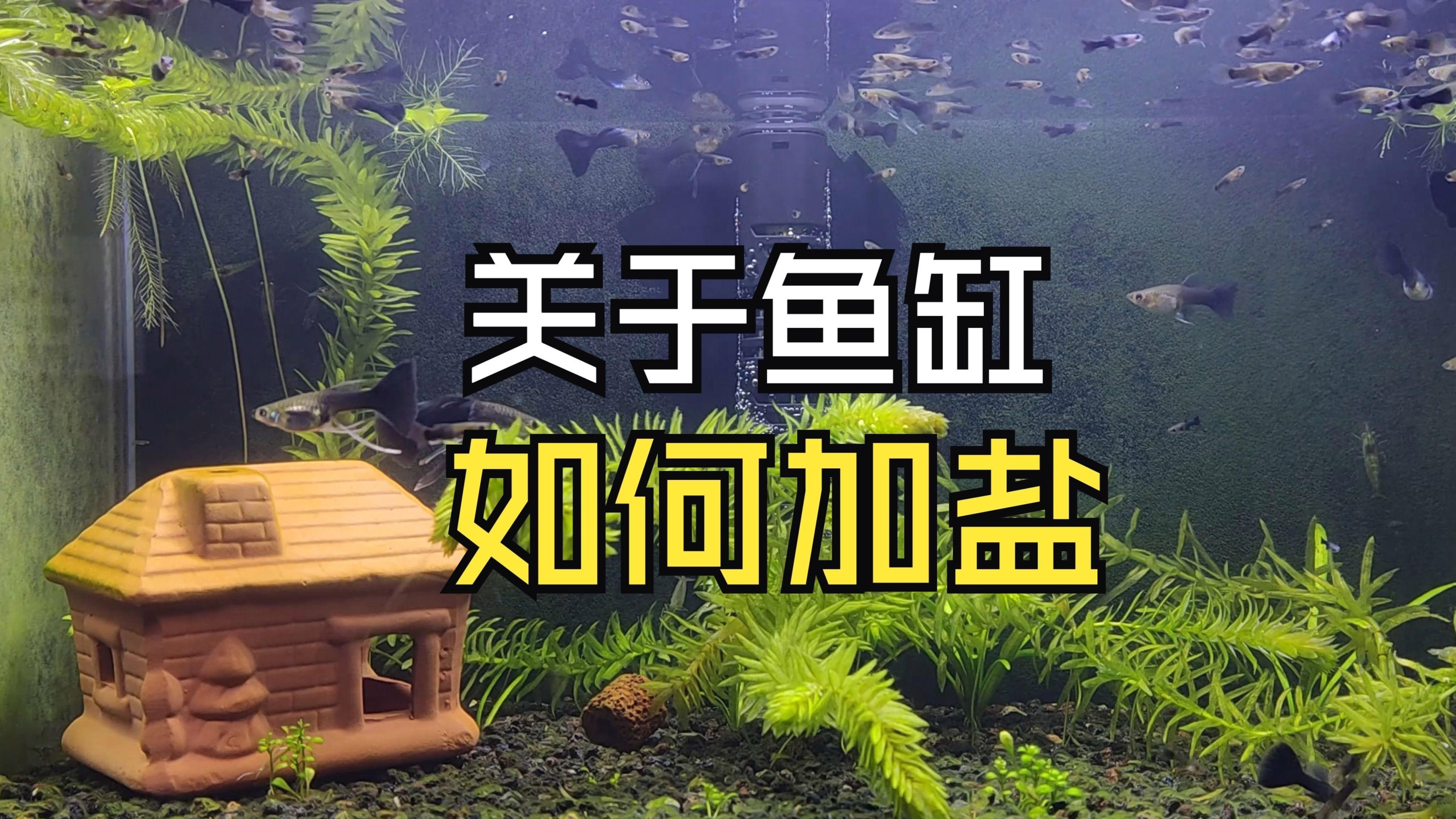 養金魚多久放一次鹽，金魚飼養中鹽的使用