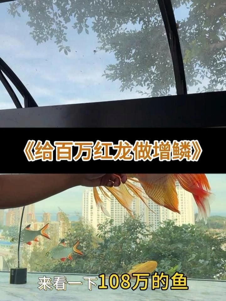 提高過背金龍魚珠鱗亮度的方法，提高過背金龍魚珠鱗亮度的方法摘要