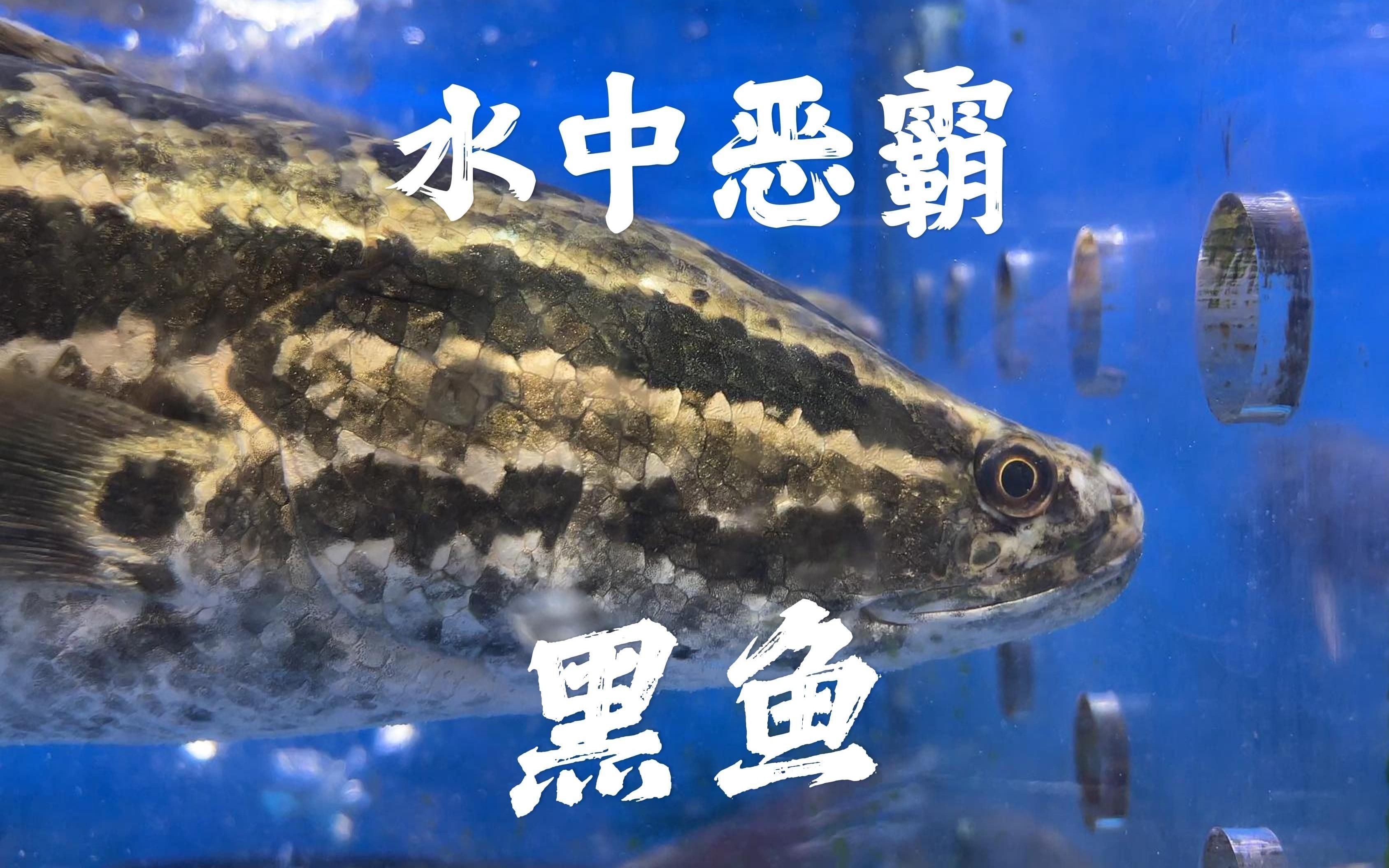雷龍魚(yú)和黑魚(yú)的區(qū)別,雷龍魚(yú)與黑魚(yú)的區(qū)別 龍魚(yú)百科 第15張 雷龍魚(yú)和黑魚(yú)的區(qū)別,雷龍魚(yú)與黑魚(yú)的區(qū)別 雷龍魚(yú)和黑魚(yú)的區(qū)別,雷龍魚(yú)與黑魚(yú)的區(qū)別 龍魚(yú)百科 第15張