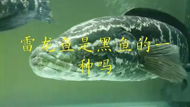 雷龍魚(yú)和黑魚(yú)的區(qū)別,雷龍魚(yú)與黑魚(yú)的區(qū)別 龍魚(yú)百科 第5張 雷龍魚(yú)和黑魚(yú)的區(qū)別,雷龍魚(yú)與黑魚(yú)的區(qū)別 雷龍魚(yú)和黑魚(yú)的區(qū)別,雷龍魚(yú)與黑魚(yú)的區(qū)別 龍魚(yú)百科 第5張