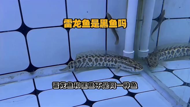 雷龍魚(yú)和黑魚(yú)的區(qū)別,雷龍魚(yú)與黑魚(yú)的區(qū)別 龍魚(yú)百科 第14張 雷龍魚(yú)和黑魚(yú)的區(qū)別,雷龍魚(yú)與黑魚(yú)的區(qū)別 雷龍魚(yú)和黑魚(yú)的區(qū)別,雷龍魚(yú)與黑魚(yú)的區(qū)別 龍魚(yú)百科 第14張