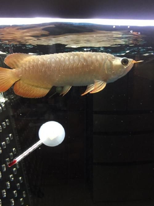 給我?guī)讖堼堲~立鱗病的圖片，養(yǎng)魚小藝，龍魚立鱗病的癥狀及防治方法