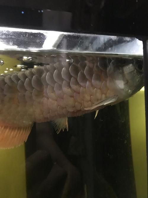 給我?guī)讖堼堲~立鱗病的圖片，養(yǎng)魚小藝，龍魚立鱗病的癥狀及防治方法
