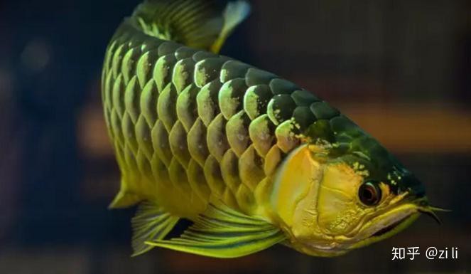 哪些因素會(huì)影響金龍魚(yú)的爬背？，如何判斷金龍魚(yú)是否開(kāi)始爬背？ 哪些因素會(huì)影響金龍魚(yú)的爬背？，如何判斷金龍魚(yú)是否開(kāi)始爬背？ 龍魚(yú)百科 第11張