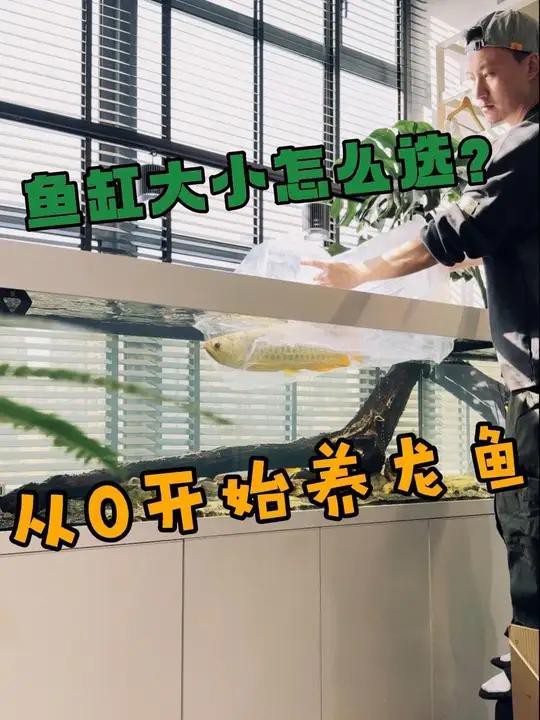古典龍魚需要多大的魚缸？，從零開始養龍魚