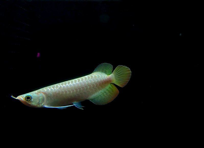 紅麒麟紅龍魚幼苗,唯寵網紅龍魚幼苗怎么挑選 龍魚百科 第1張 紅麒麟紅龍魚幼苗,唯寵網紅龍魚幼苗怎么挑選 紅麒麟紅龍魚幼苗,唯寵網紅龍魚幼苗怎么挑選 龍魚百科 第1張