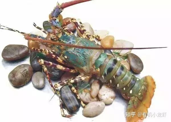 有沒有更多種類的龍蝦圖片？，全球多種大龍蝦品種介紹