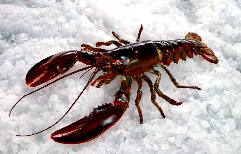 有沒有更多種類的龍蝦圖片？，全球多種大龍蝦品種介紹