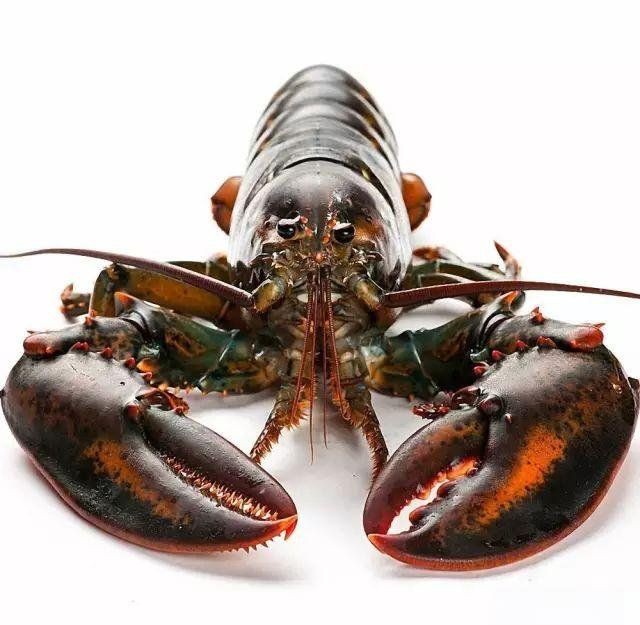 有沒有更多種類的龍蝦圖片？，全球多種大龍蝦品種介紹