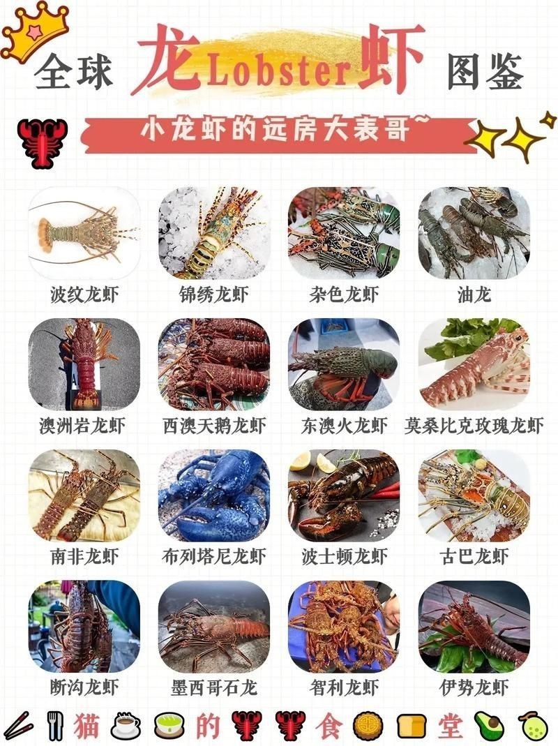 有沒有更多種類的龍蝦圖片？，全球多種大龍蝦品種介紹