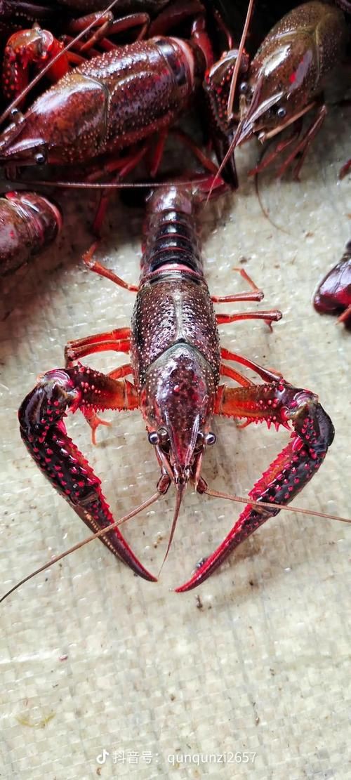 有沒有更多種類的龍蝦圖片？，全球多種大龍蝦品種介紹
