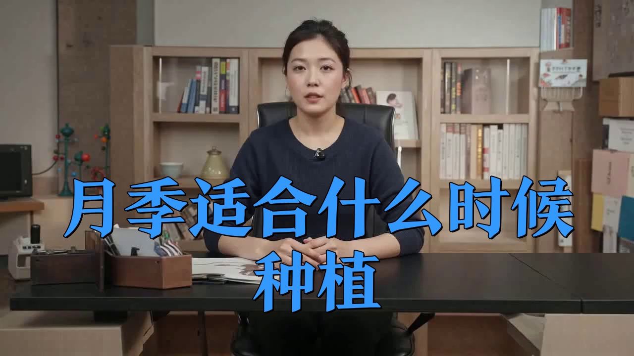 紅龍?jiān)录镜淖罴逊N植季節(jié)是什么時(shí)候？，夏天養(yǎng)月季，養(yǎng)棵“紅色龍沙寶石”吧，耐熱又抗病