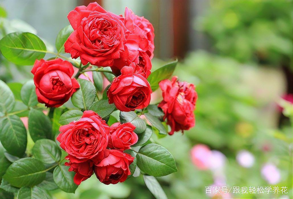 紅龍?jiān)录镜淖罴逊N植季節(jié)是什么時(shí)候？，夏天養(yǎng)月季，養(yǎng)棵“紅色龍沙寶石”吧，耐熱又抗病