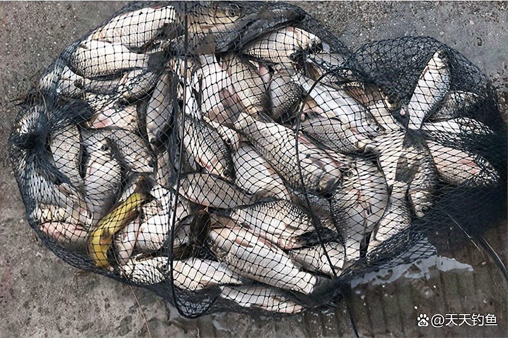 十大公認最好鯽魚餌料，2025年十大公認最佳鯽魚餌料排行榜