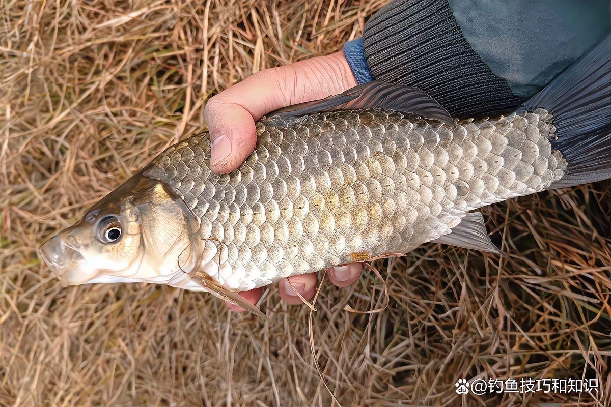 十大公認最好鯽魚餌料，2025年十大公認最佳鯽魚餌料排行榜