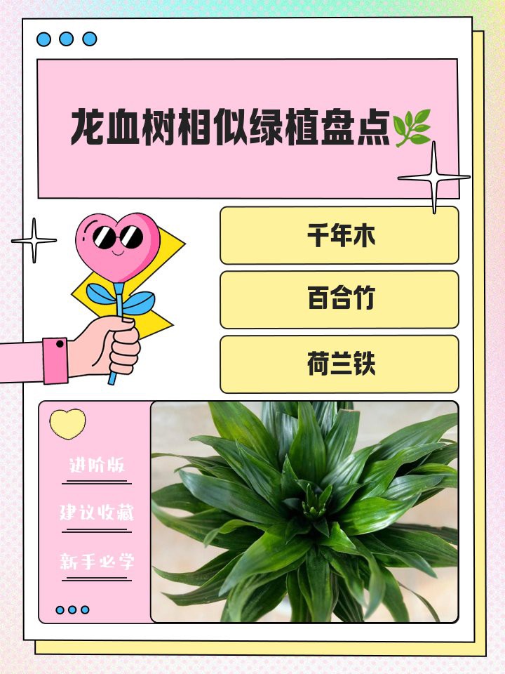 哪種植物最適合替代龍血樹(shù)？，百合竹和龍血樹(shù)哪個(gè)好養(yǎng)活植物最適合與龍血樹(shù)搭配