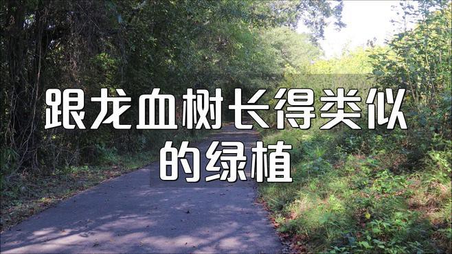 哪種植物最適合替代龍血樹(shù)？，百合竹和龍血樹(shù)哪個(gè)好養(yǎng)活植物最適合與龍血樹(shù)搭配