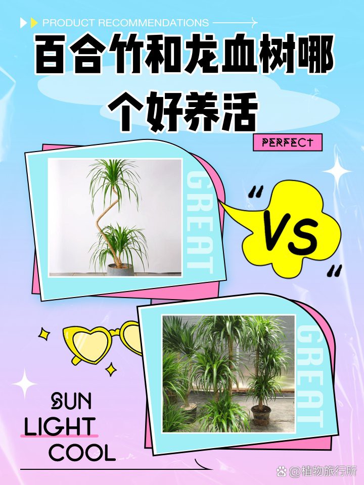 哪種植物最適合替代龍血樹(shù)？，百合竹和龍血樹(shù)哪個(gè)好養(yǎng)活植物最適合與龍血樹(shù)搭配