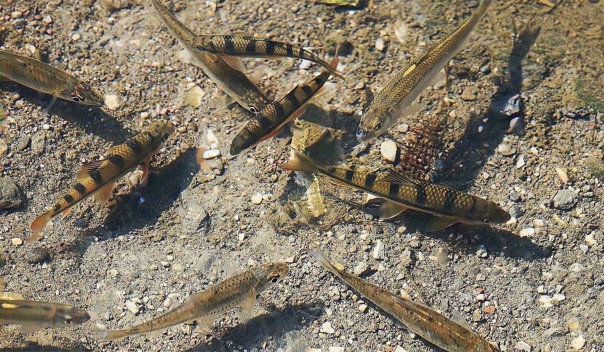 農(nóng)村常見(jiàn)的野生魚(yú)小魚(yú)，山東農(nóng)村常見(jiàn)野生小草魚(yú)的生態(tài)價(jià)值和鄉(xiāng)土甜\