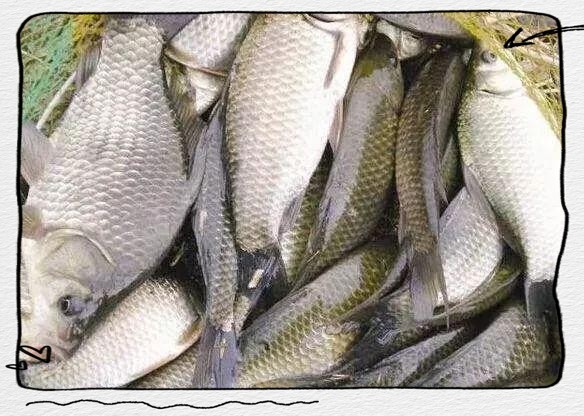 農(nóng)村常見(jiàn)的野生魚(yú)小魚(yú)，山東農(nóng)村常見(jiàn)野生小草魚(yú)的生態(tài)價(jià)值和鄉(xiāng)土甜\