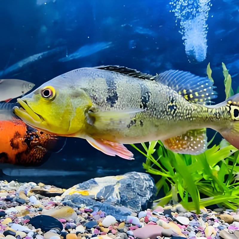 洛扎水族店，洛扎縣有沒有水族店 洛扎水族店，洛扎縣有沒有水族店 全國水族館企業名錄 第2張