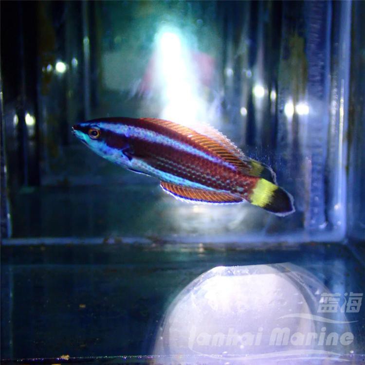 利川龍魚店，利川本地龍魚店有哪些推薦 利川龍魚店，利川本地龍魚店有哪些推薦 全國水族館企業名錄 第5張