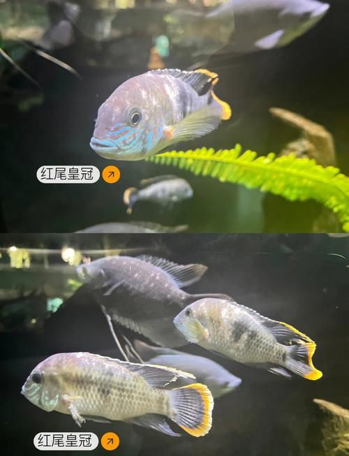 紅尾皇冠魚公母區(qū)別圖片，如何區(qū)分紅尾皇冠魚的公母？ 紅尾皇冠魚公母區(qū)別圖片，如何區(qū)分紅尾皇冠魚的公母？ 龍魚論壇 第2張