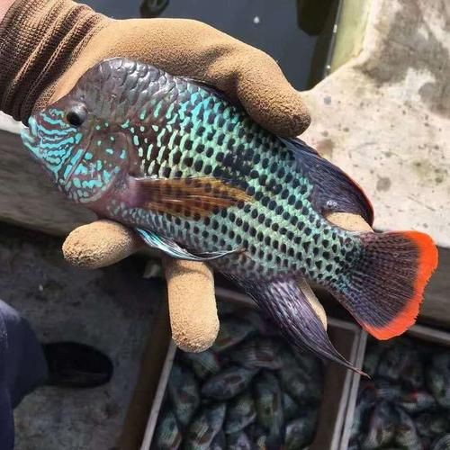 紅尾皇冠魚公母區(qū)別圖片，如何區(qū)分紅尾皇冠魚的公母？ 紅尾皇冠魚公母區(qū)別圖片，如何區(qū)分紅尾皇冠魚的公母？ 龍魚論壇 第4張