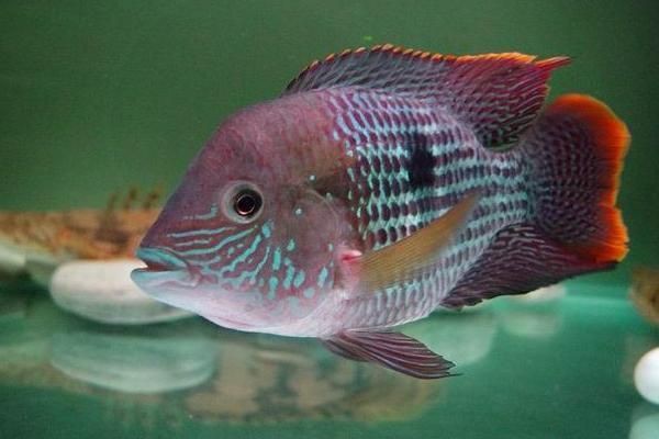 紅尾皇冠魚公母區(qū)別圖片，如何區(qū)分紅尾皇冠魚的公母？ 紅尾皇冠魚公母區(qū)別圖片，如何區(qū)分紅尾皇冠魚的公母？ 龍魚論壇 第6張