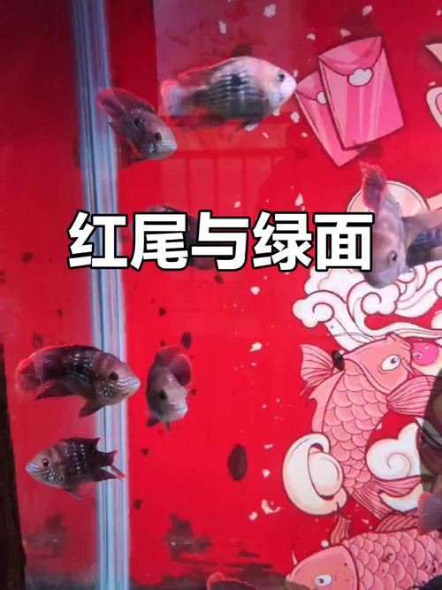 紅尾皇冠魚公母區(qū)別圖片，如何區(qū)分紅尾皇冠魚的公母？ 紅尾皇冠魚公母區(qū)別圖片，如何區(qū)分紅尾皇冠魚的公母？ 龍魚論壇 第9張