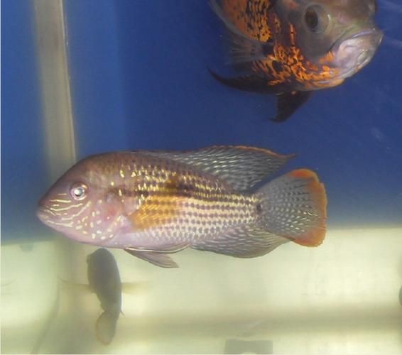 紅尾皇冠魚公母區(qū)別圖片，如何區(qū)分紅尾皇冠魚的公母？ 紅尾皇冠魚公母區(qū)別圖片，如何區(qū)分紅尾皇冠魚的公母？ 龍魚論壇 第13張