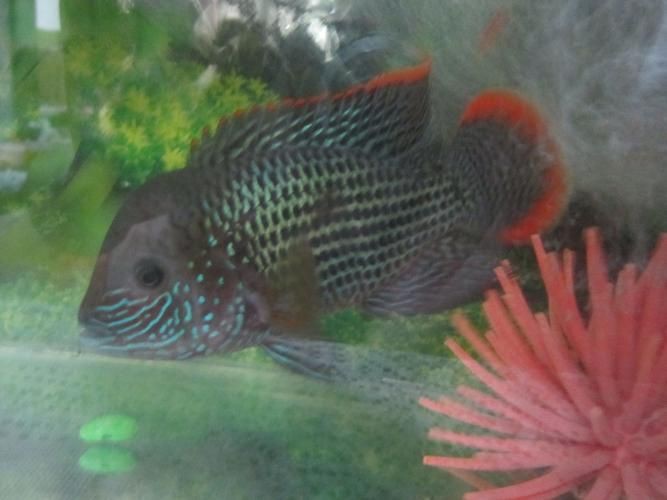 紅尾皇冠魚公母區(qū)別圖片，如何區(qū)分紅尾皇冠魚的公母？ 紅尾皇冠魚公母區(qū)別圖片，如何區(qū)分紅尾皇冠魚的公母？ 龍魚論壇 第15張