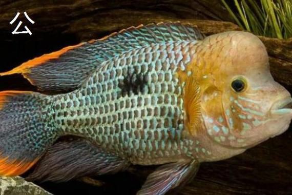 紅尾皇冠魚公母區(qū)別圖片，如何區(qū)分紅尾皇冠魚的公母？ 紅尾皇冠魚公母區(qū)別圖片，如何區(qū)分紅尾皇冠魚的公母？ 龍魚論壇 第3張