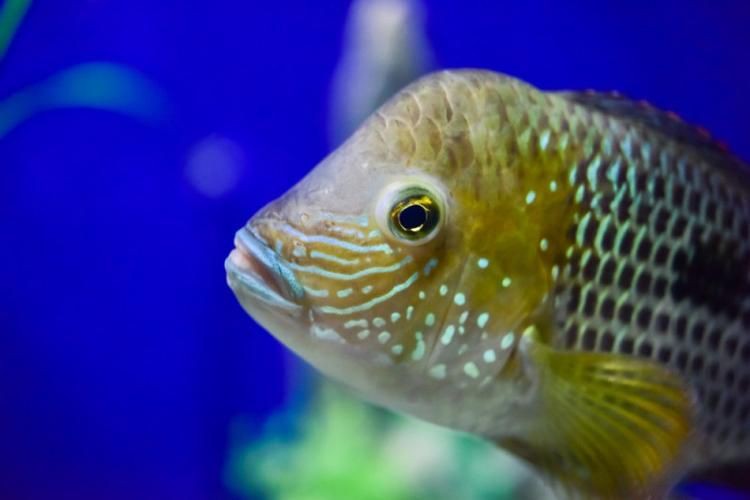 紅尾皇冠魚公母區(qū)別圖片，如何區(qū)分紅尾皇冠魚的公母？ 紅尾皇冠魚公母區(qū)別圖片，如何區(qū)分紅尾皇冠魚的公母？ 龍魚論壇 第5張