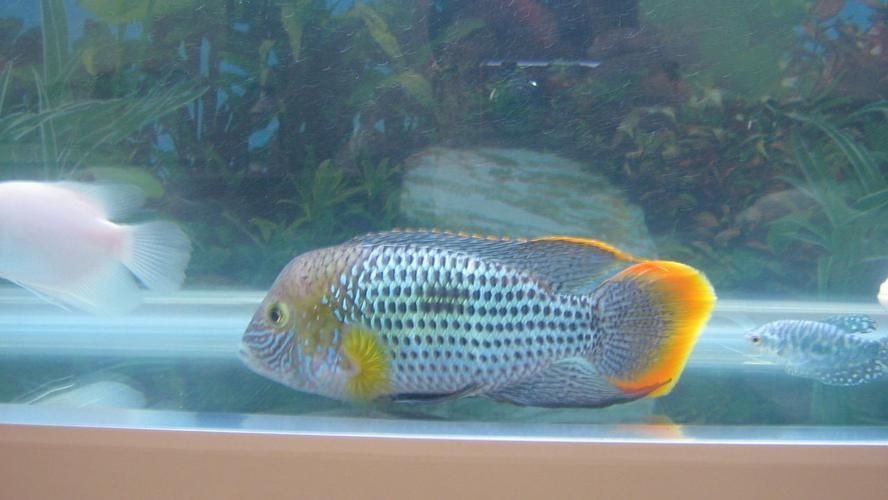 紅尾皇冠魚公母區(qū)別圖片，如何區(qū)分紅尾皇冠魚的公母？ 紅尾皇冠魚公母區(qū)別圖片，如何區(qū)分紅尾皇冠魚的公母？ 龍魚論壇 第10張